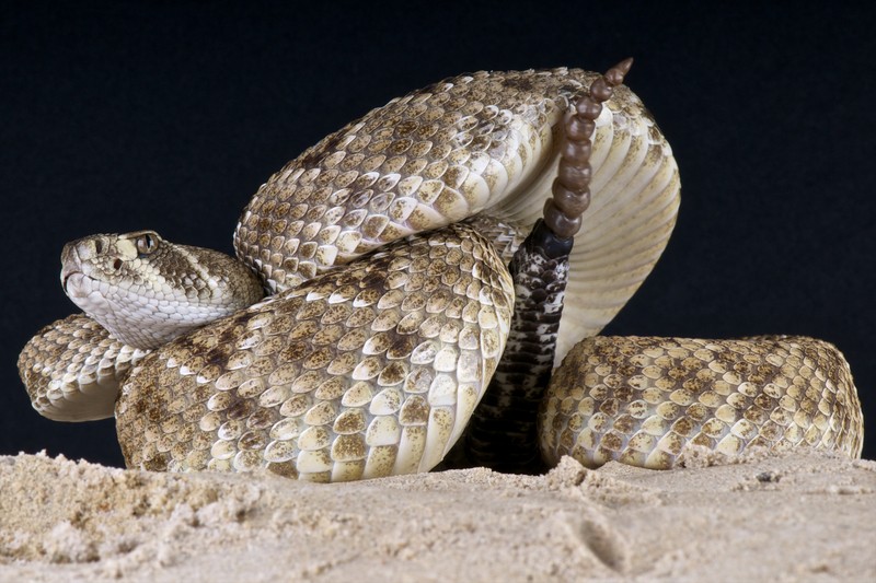 rattlesnake