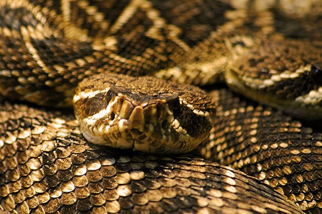 rattlesnake