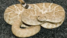 rattlesnake