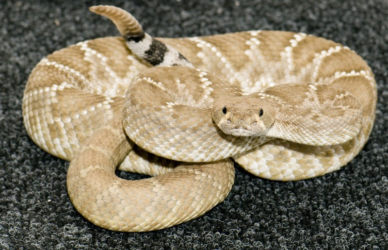 rattlesnake