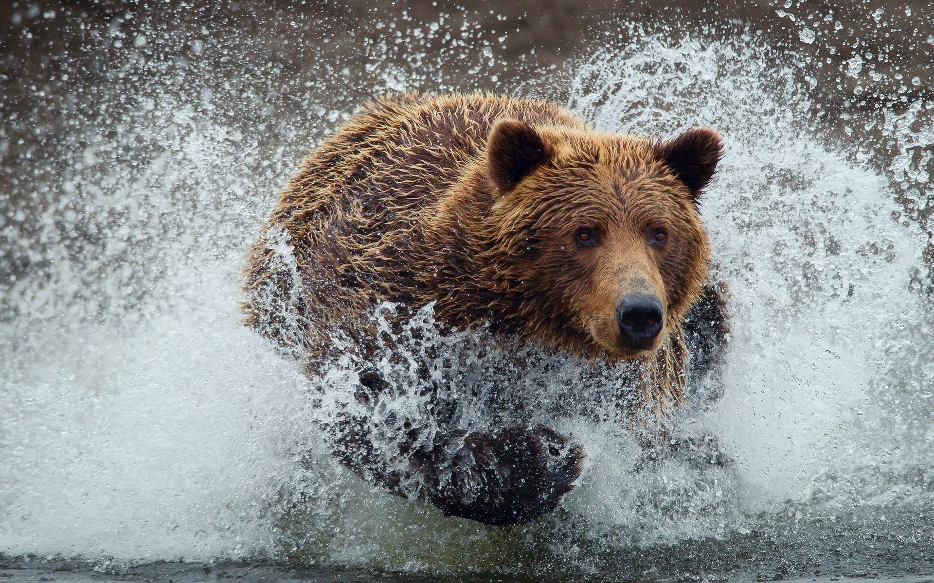 running bear