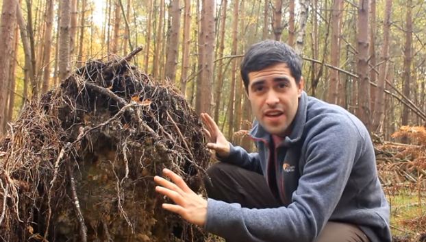 tree root shelter