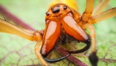 yellow sac spider
