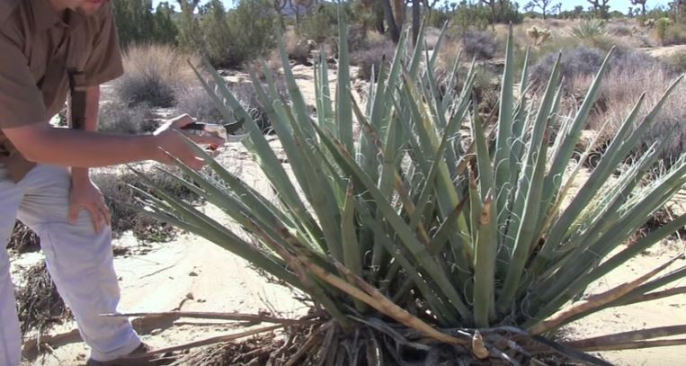 yucca rope