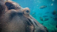 hippo