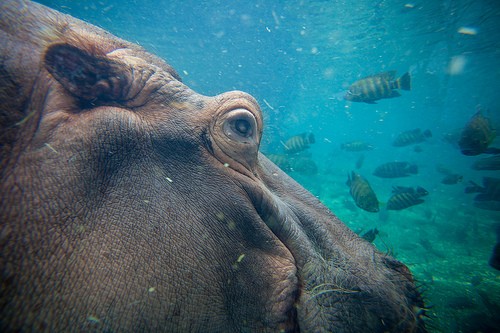 hippo