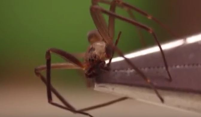 Brown Recluse Handling