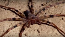 giant spider
