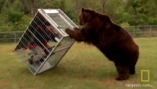 bear and cage