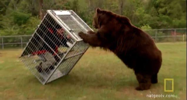 bear and cage