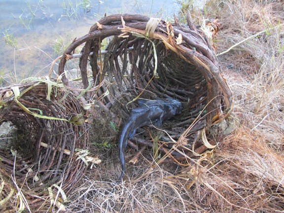 primitive fish trap