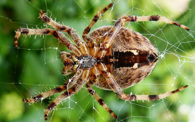 10 Biggest Spiders In The World