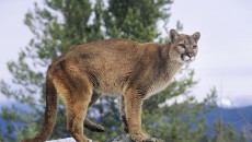 mountain lion on rock