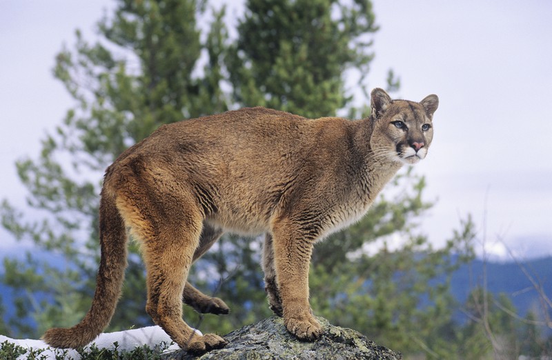 mountain lion on rock