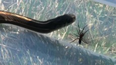 snake vs spider