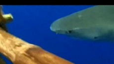 tiger shark by raft