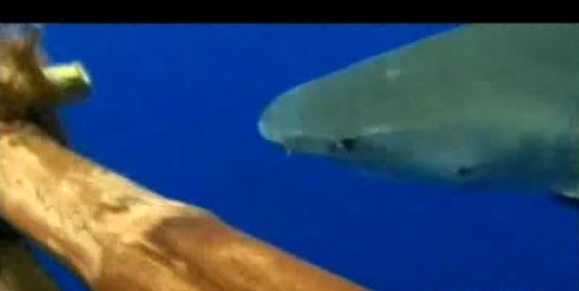 tiger shark by raft
