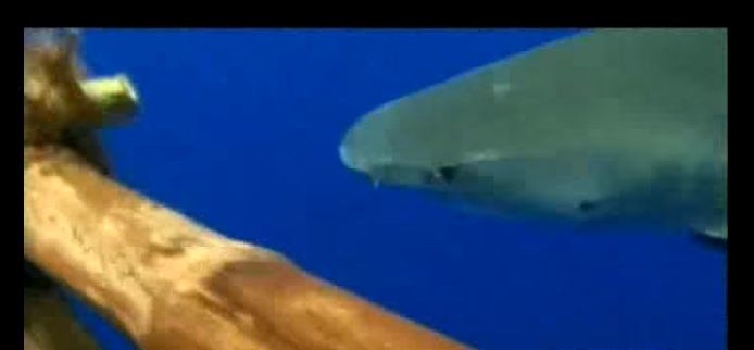 tiger shark by raft
