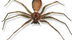 recluse spider