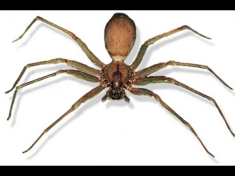 recluse spider