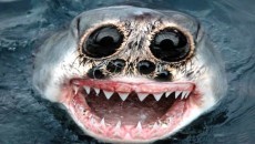 wolf fish