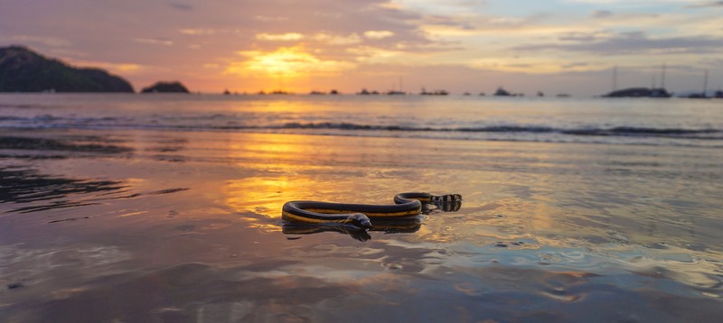 yellow bellied sea snake