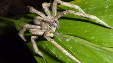 brazilian-wandering-spider