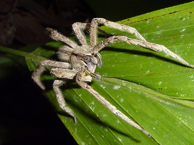 brazilian-wandering-spider