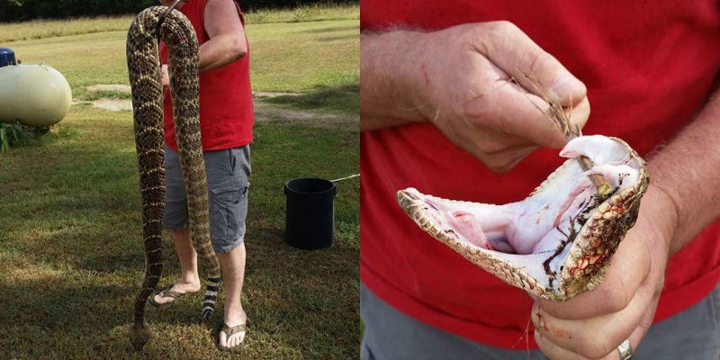 biggest rattlesnake