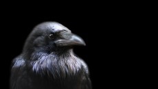 crow