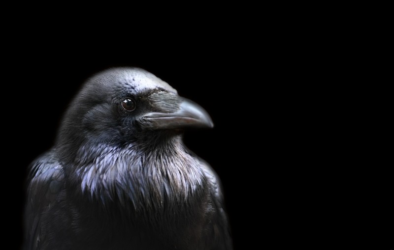 crow