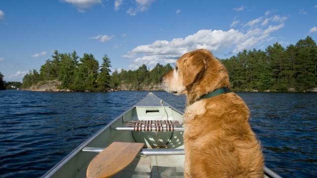 dog in canoe