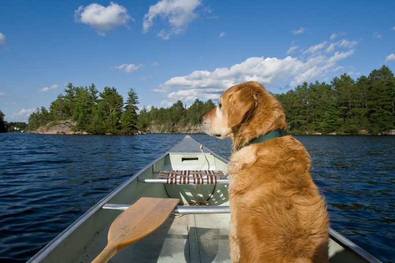 dog in canoe