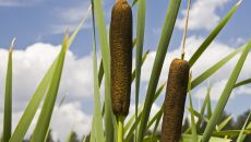 cattail