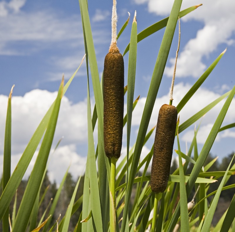 cattail