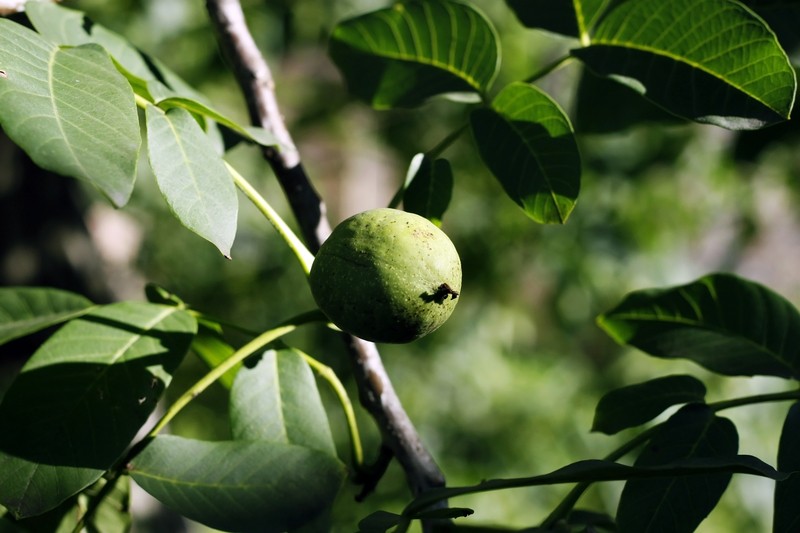 tree branch