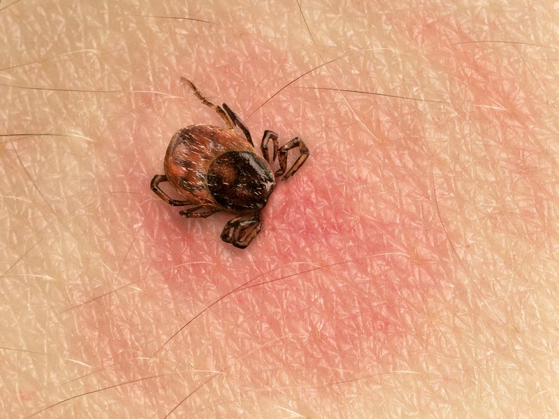 tick on skin