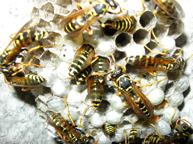 yellow jackets