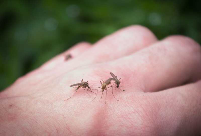 mosquitoes