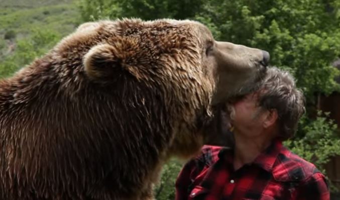 grizzly