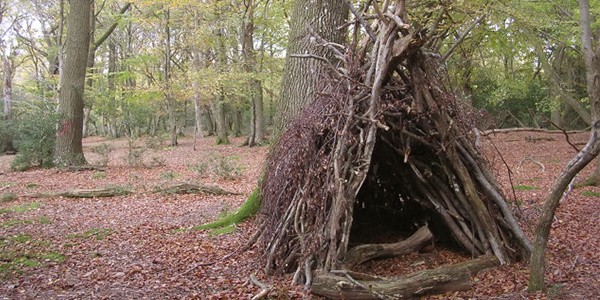 pine tree shelter