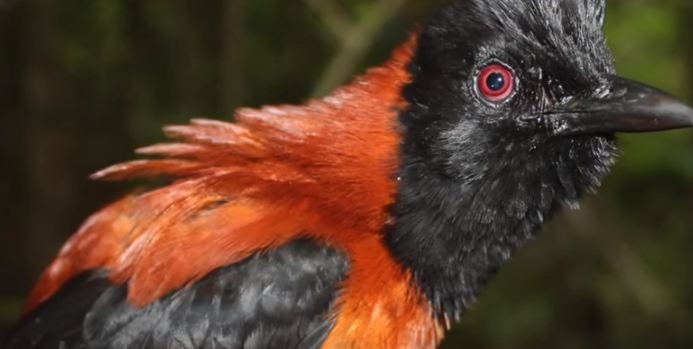 poisonous bird