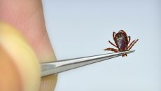 tick-removal