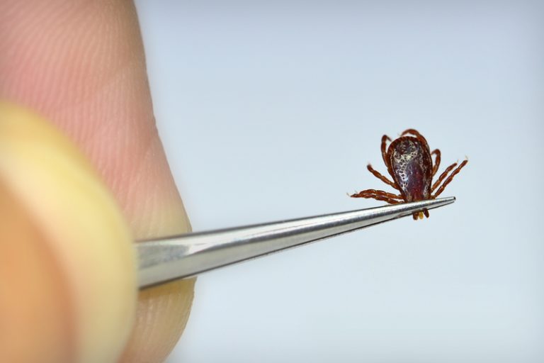Try this Amazing Tick Removal Tool When a Tick Won't Come Off! Die