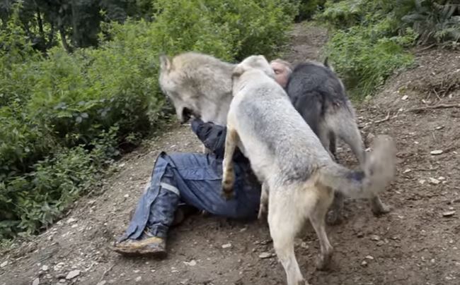 wolves
