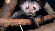 aye-aye