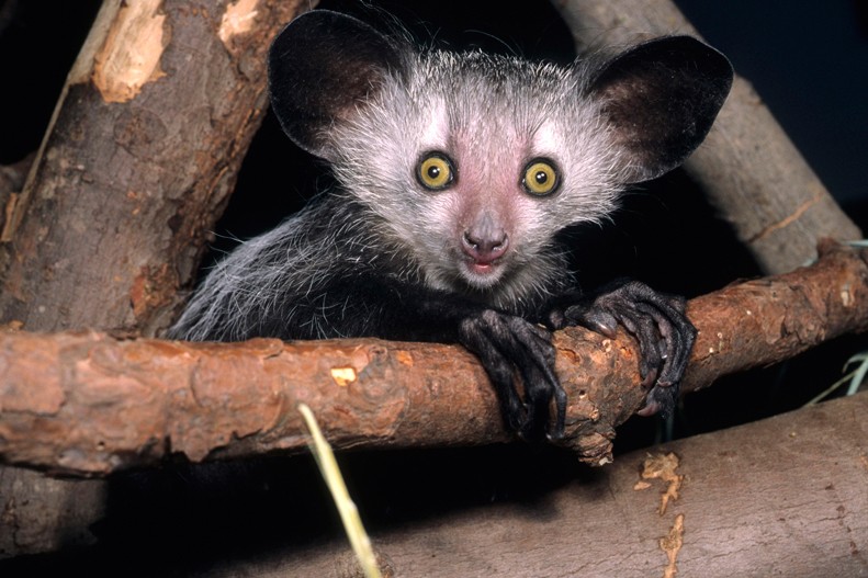 aye-aye