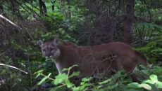 cougar