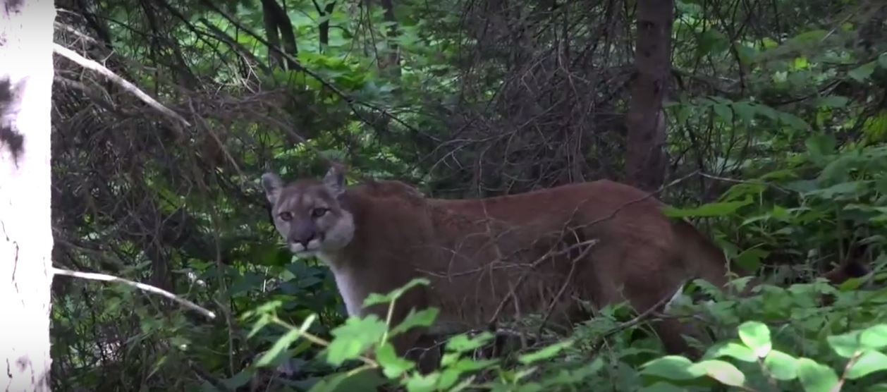 cougar