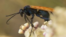 Tarantula hawk